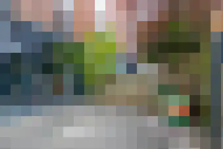 Kokardebloem 50 Papendrecht thumbnail 9
