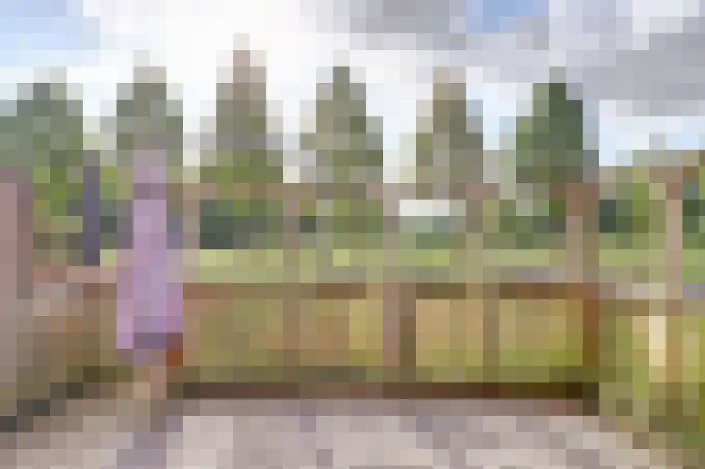 Kokardebloem 83 Papendrecht thumbnail 12