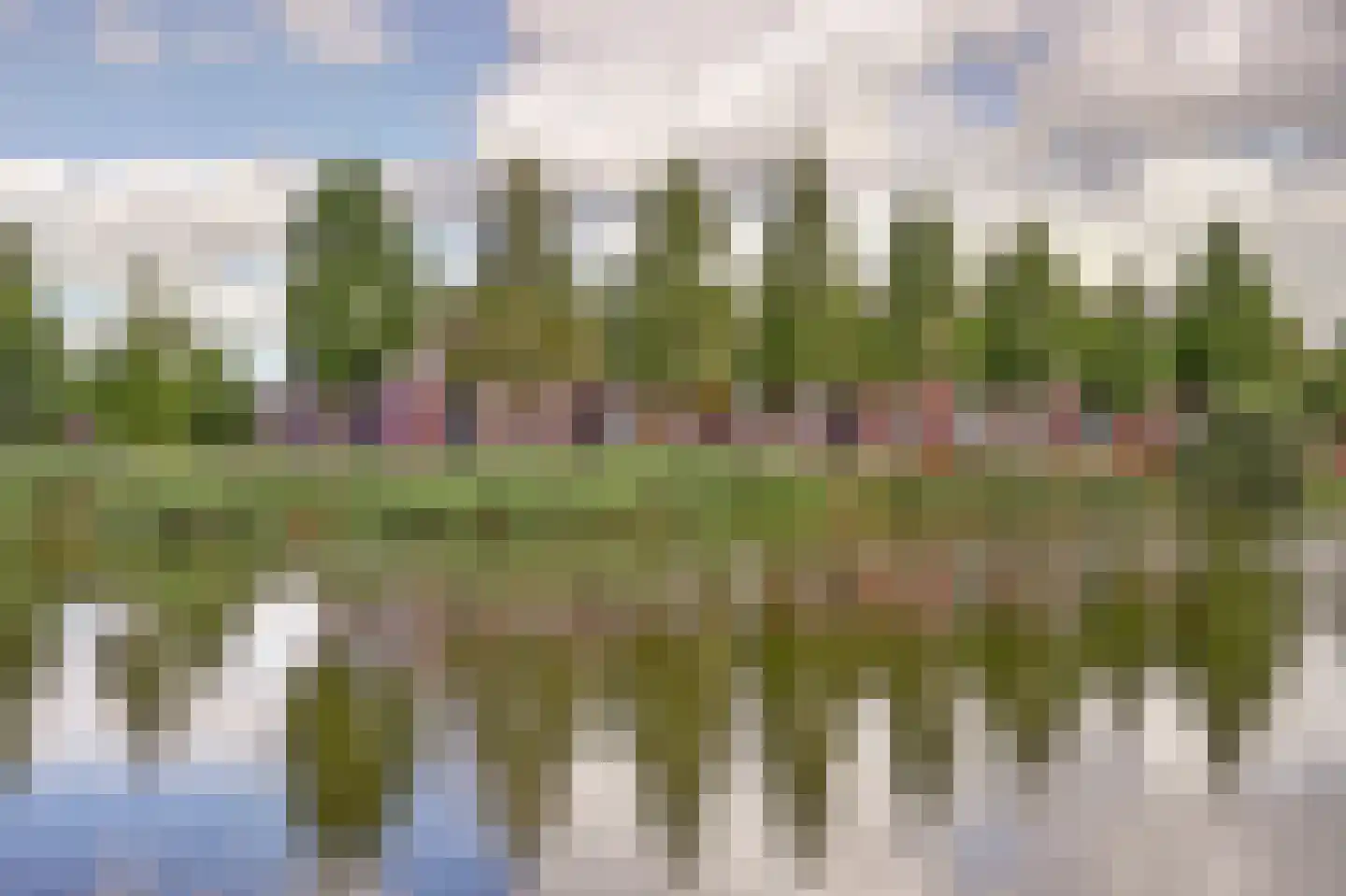 Kokardebloem 83 Papendrecht thumbnail 46
