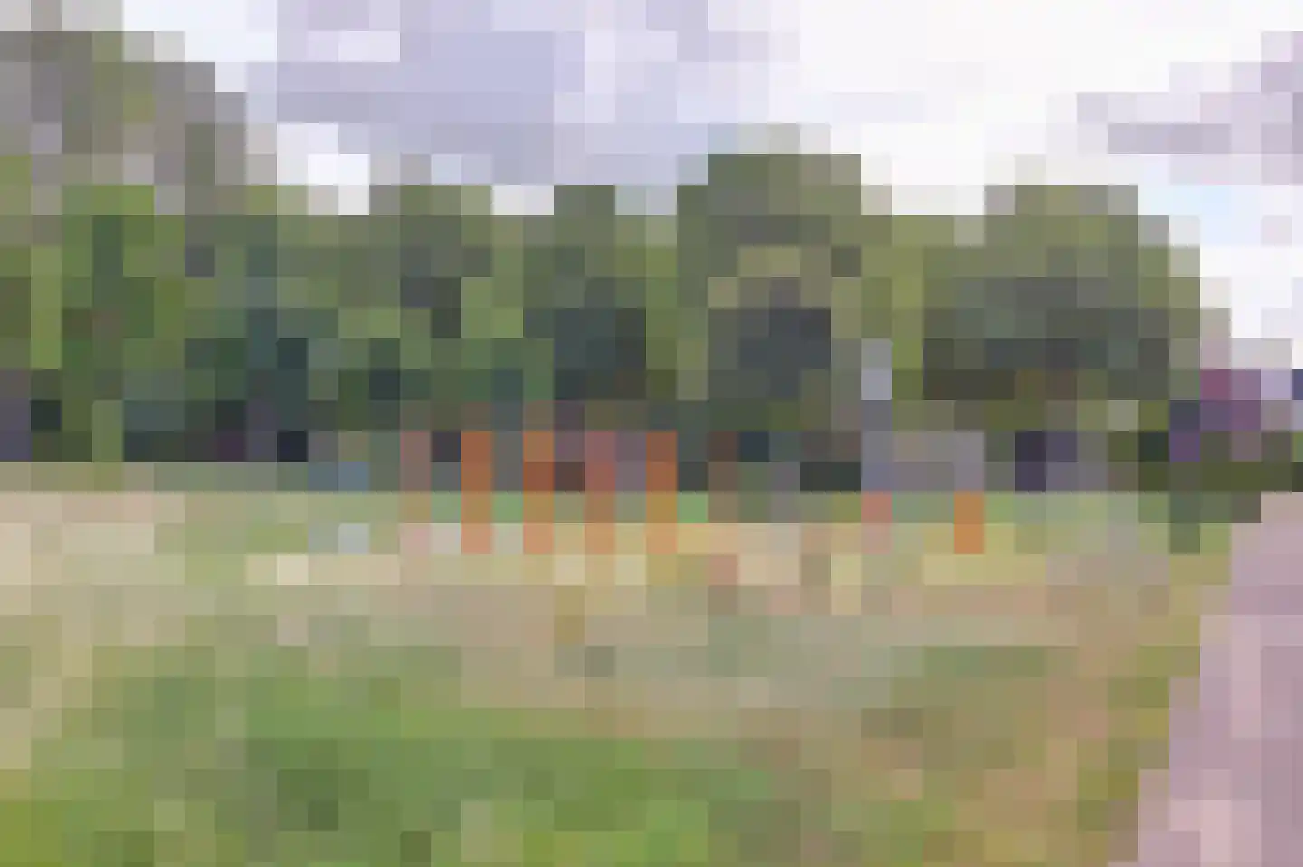 Kokardebloem 83 Papendrecht thumbnail 47