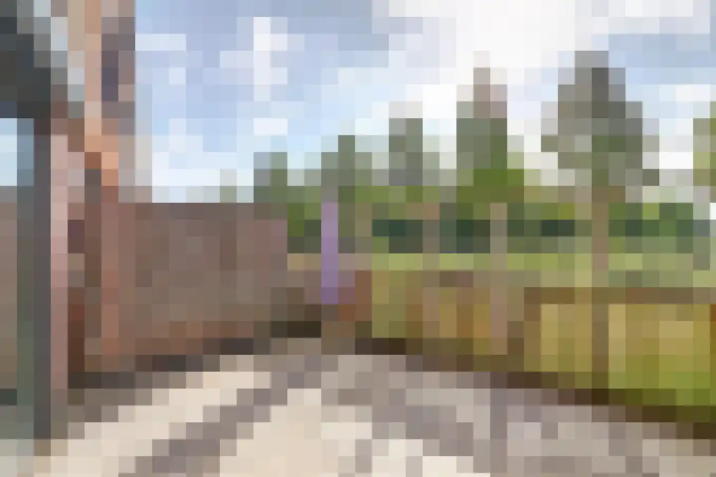 Kokardebloem 83 Papendrecht thumbnail 5