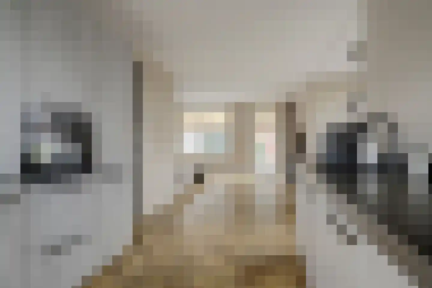 Kokerbijl 8 Grootebroek thumbnail 16