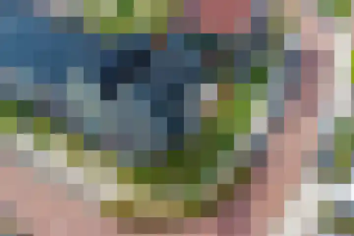 Kokerbijl 8 Grootebroek thumbnail 34