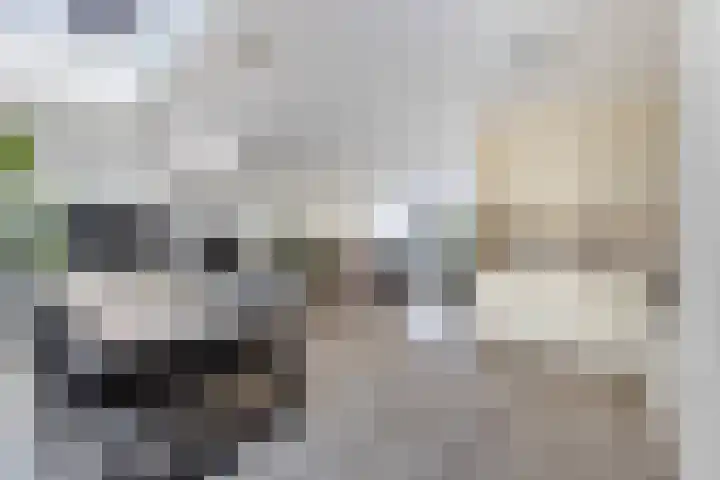Kokerjuffer 27 Hengelo thumbnail 5