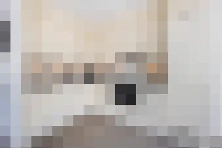 Kokerjuffer 27 Hengelo thumbnail 7