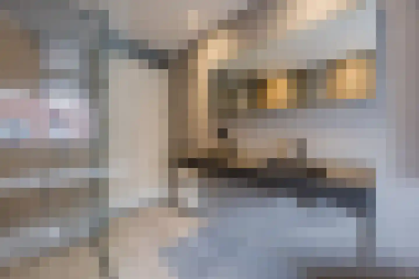 Kokhaanhof 10 Den Haag thumbnail 27