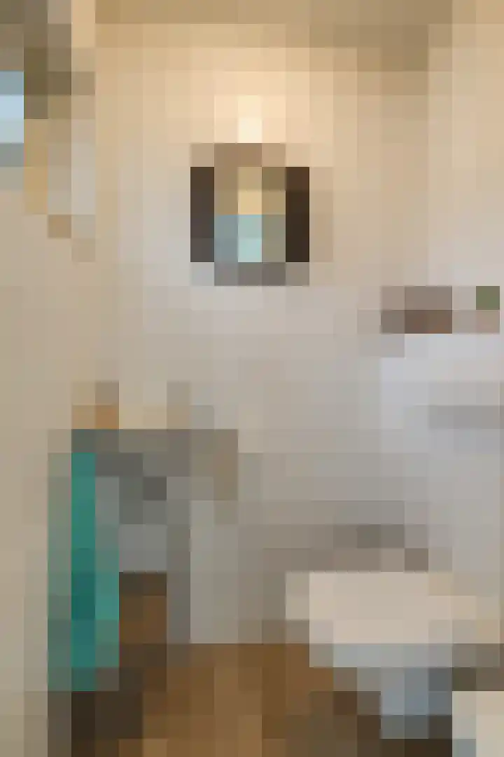 Kokkel 11 Middenmeer thumbnail 10