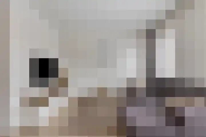 Kokkel 3 Bergen op Zoom thumbnail 10