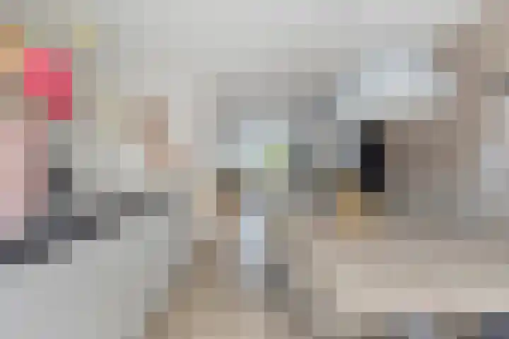 Kokkel 3 Bergen op Zoom thumbnail 15