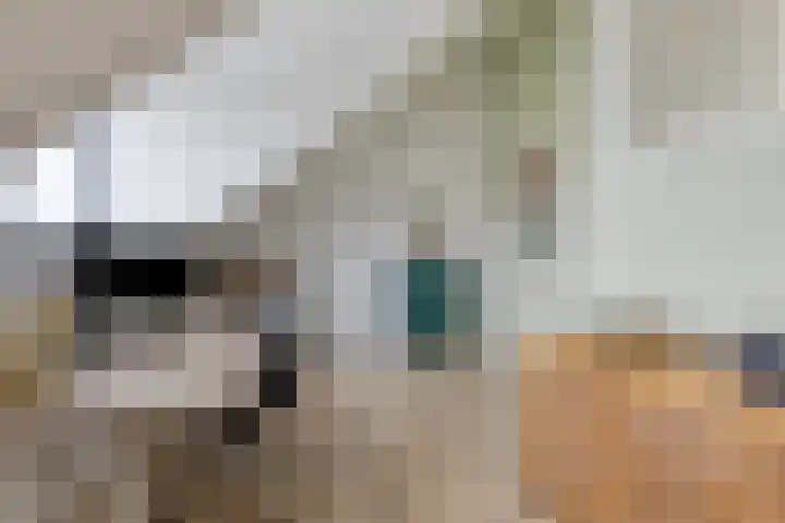 Kokkel 3 Bergen op Zoom thumbnail 32