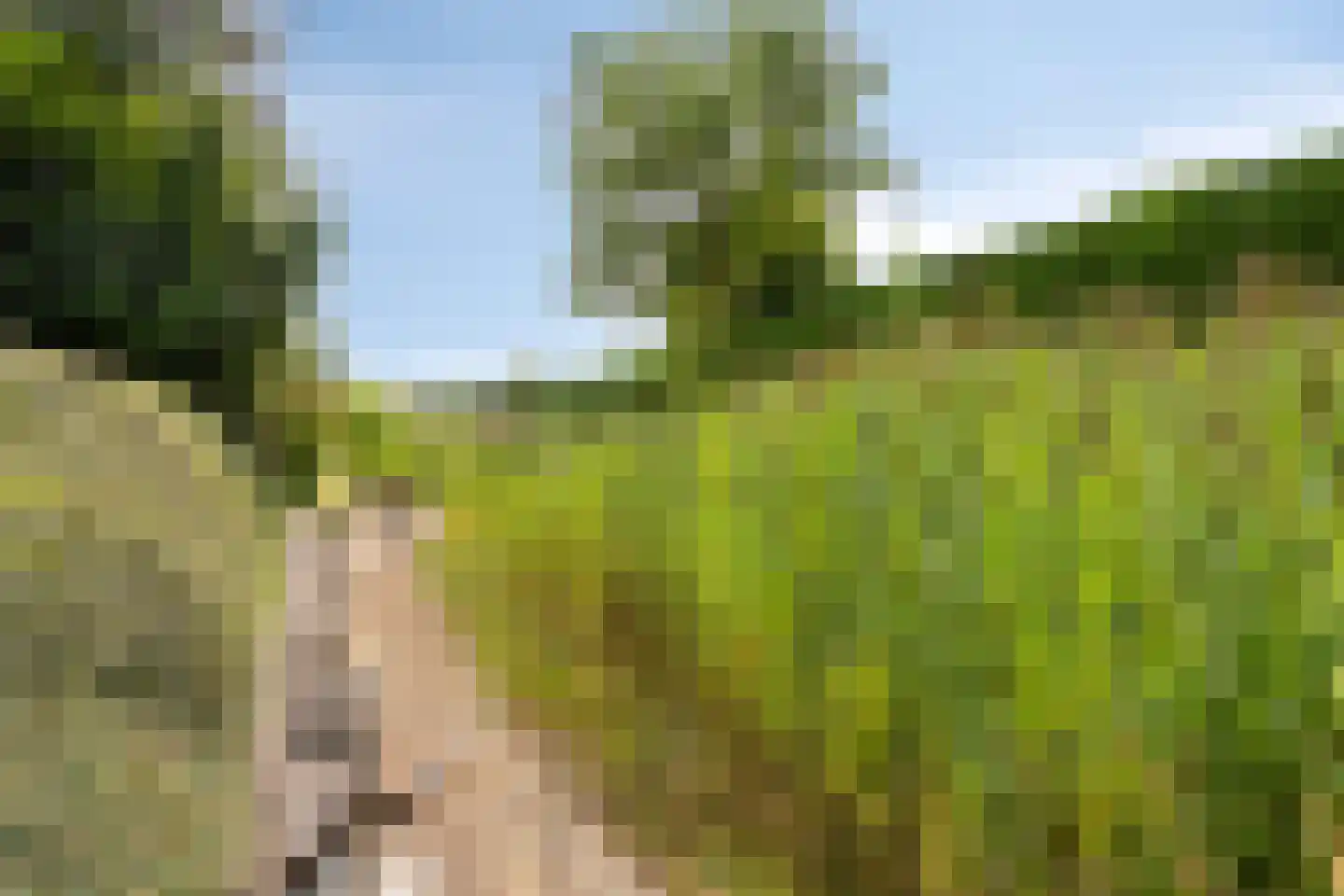 Kokkelbank 6 Goes thumbnail 37