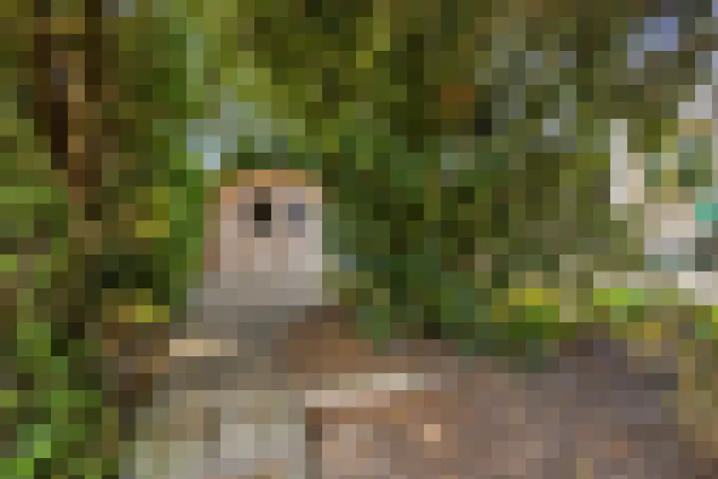 Kokkelbank 6 Goes thumbnail 38