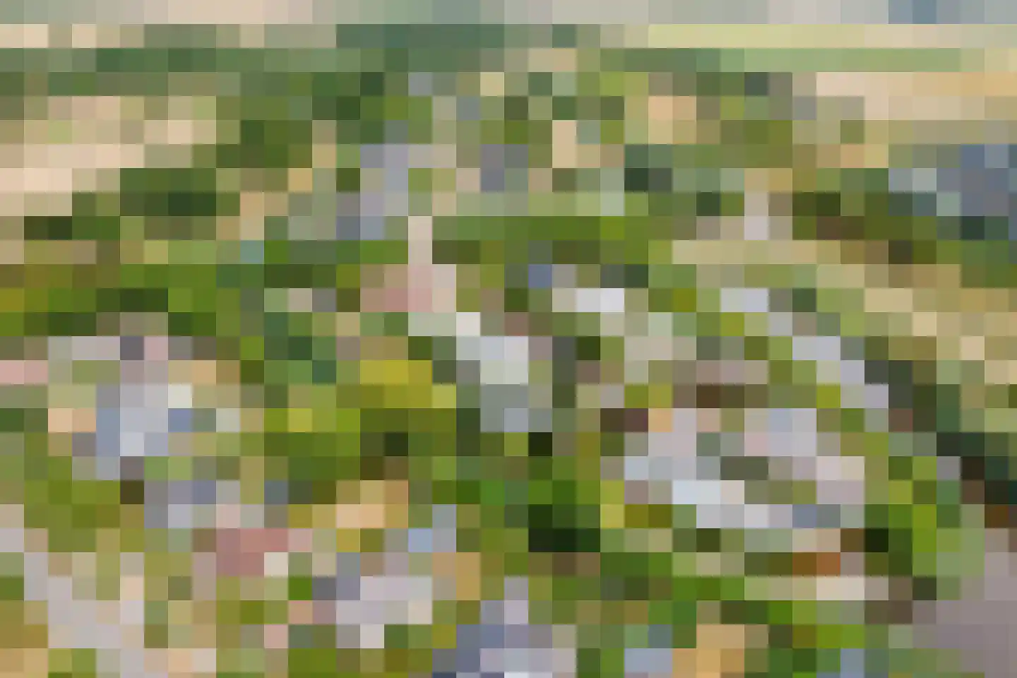 Kokkelbank 6 Goes thumbnail 43