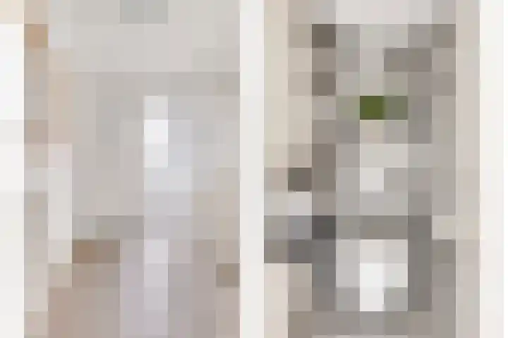 Kokmeeuw 10 Bergen op Zoom thumbnail 10