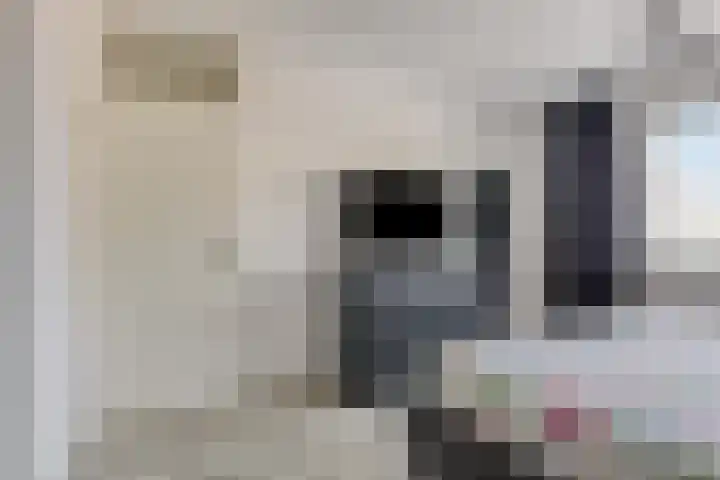 Kokmeeuw 10 Bergen op Zoom thumbnail 12