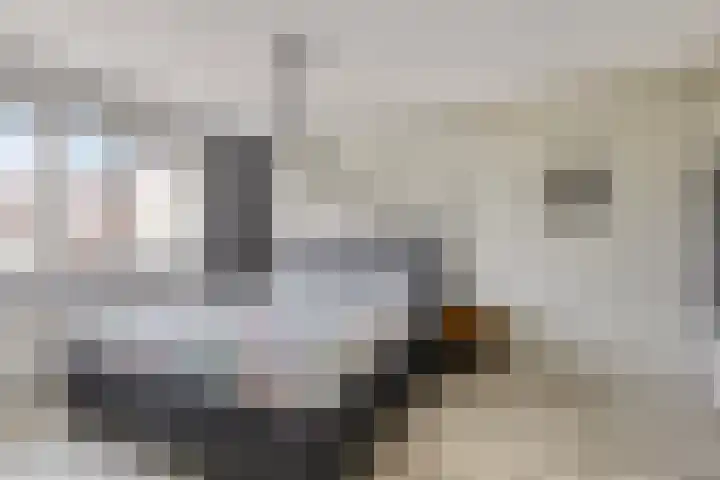 Kokmeeuw 10 Bergen op Zoom thumbnail 13