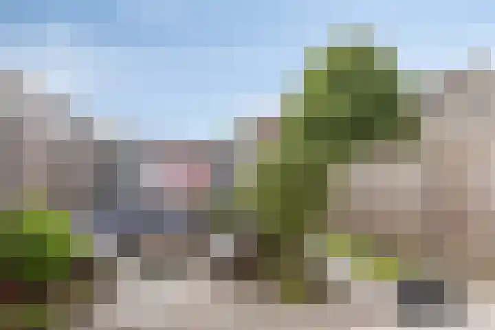 Kokmeeuw 10 Bergen op Zoom thumbnail 28