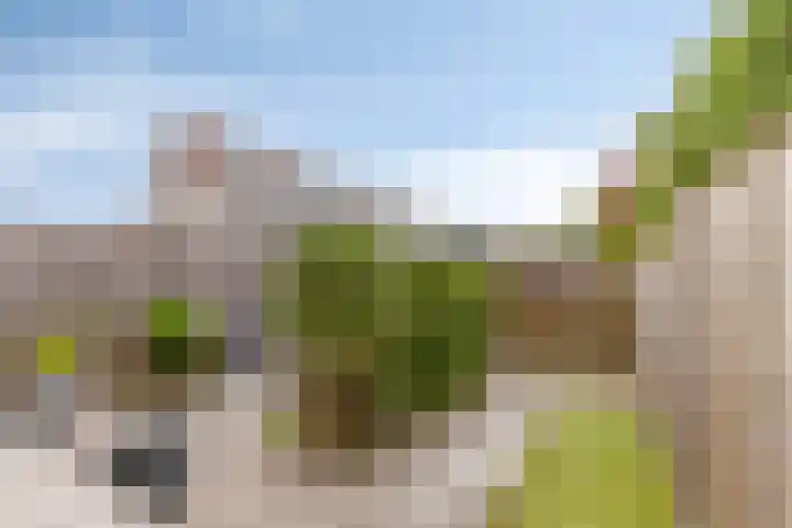Kokmeeuw 10 Bergen op Zoom thumbnail 29