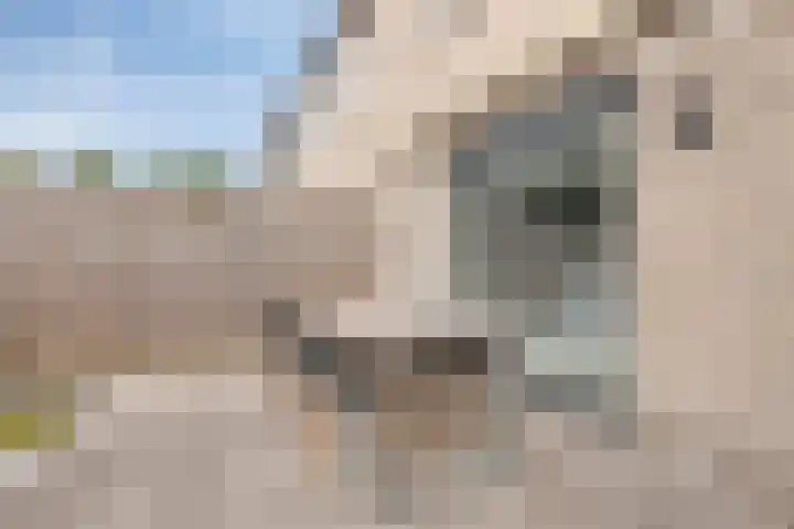 Kokmeeuw 10 Bergen op Zoom thumbnail 31