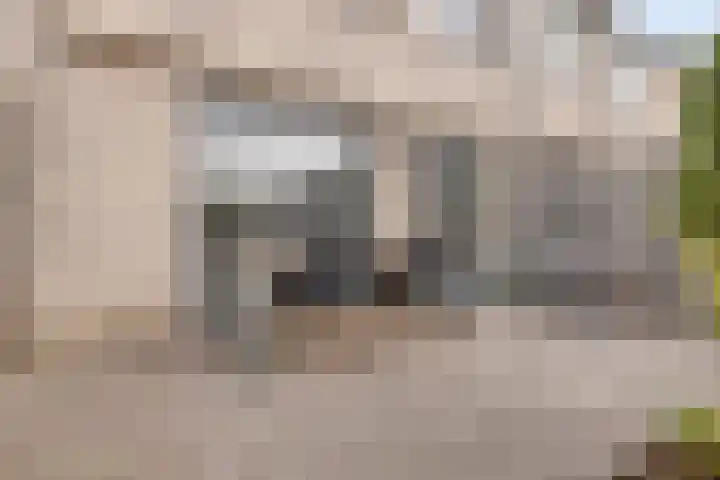 Kokmeeuw 10 Bergen op Zoom thumbnail 32