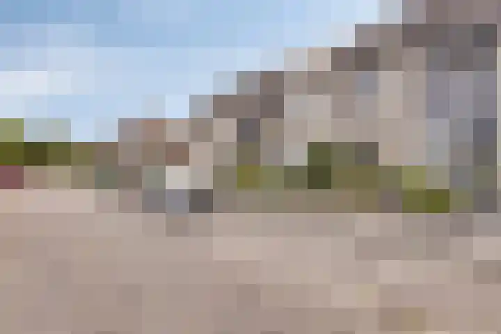 Kokmeeuw 10 Bergen op Zoom thumbnail 35
