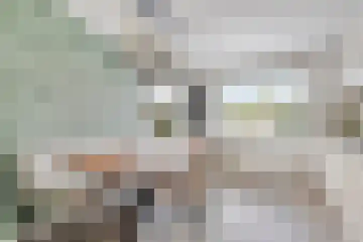 Kokmeeuw 10 Bergen op Zoom thumbnail 5