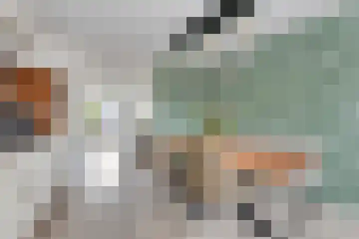 Kokmeeuw 10 Bergen op Zoom thumbnail 6