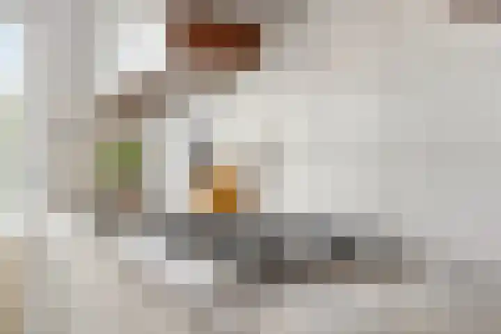 Kokmeeuw 10 Bergen op Zoom thumbnail 8