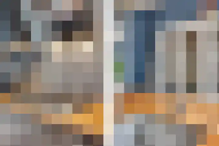 Kokmeeuw 13 Leusden thumbnail 14
