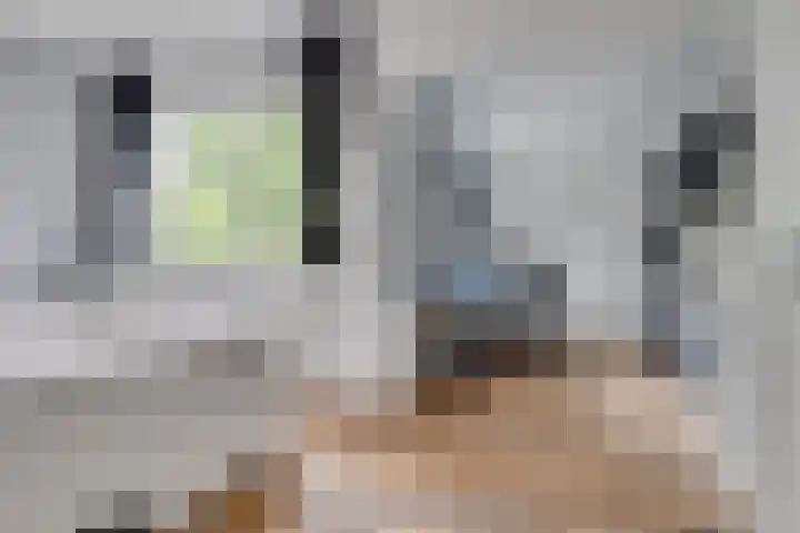 Kokmeeuw 13 Leusden thumbnail 19
