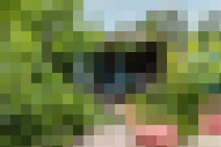 Kokmeeuw 13 Leusden thumbnail 31