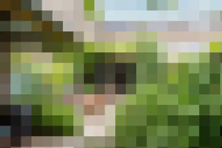 Kokmeeuw 13 Leusden thumbnail 33