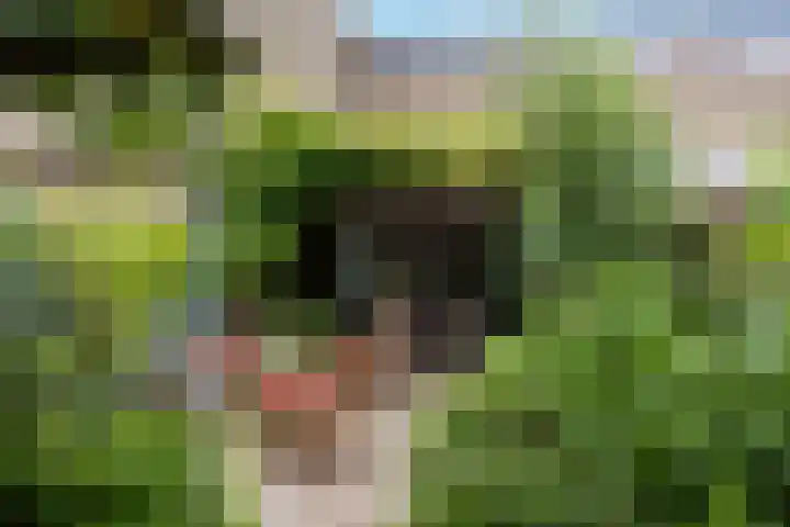 Kokmeeuw 13 Leusden thumbnail 34