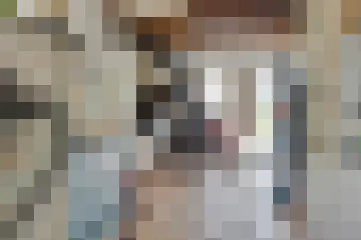 Kokmeeuw 13 Leusden thumbnail 36