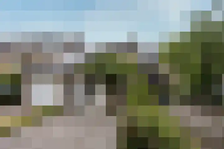 Kokmeeuw 13 Leusden thumbnail 38