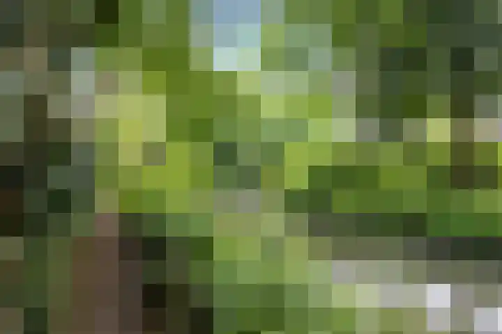 Kokmeeuw 13 Leusden thumbnail 40