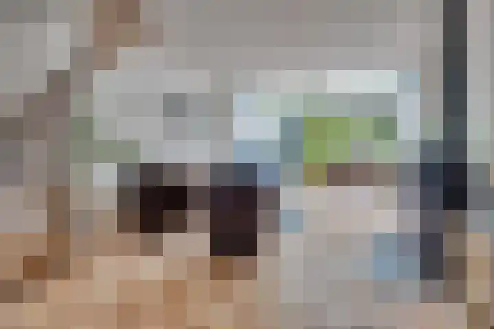 Kokmeeuw 13 Leusden thumbnail 5
