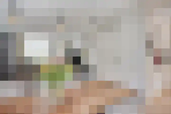Kokmeeuw 2 Weert thumbnail 10