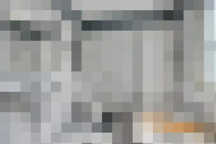 Kokmeeuw 2 Weert thumbnail 17