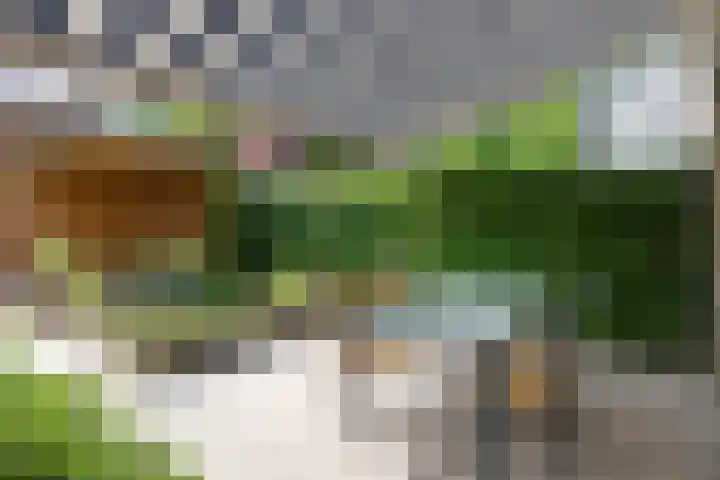 Kokmeeuw 2 Weert thumbnail 19