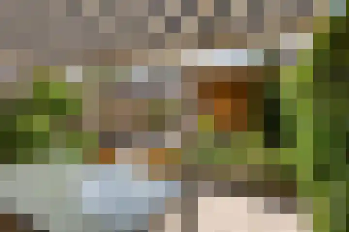 Kokmeeuw 2 Weert thumbnail 20
