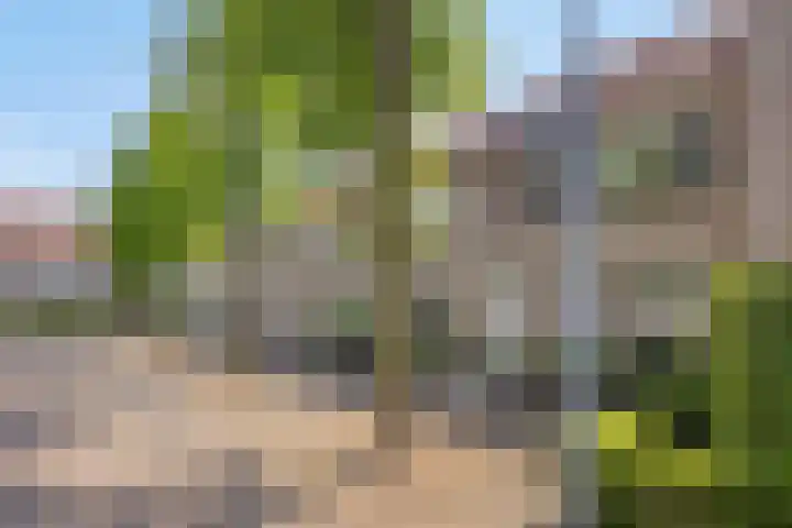 Kokmeeuw 2 Weert thumbnail 23