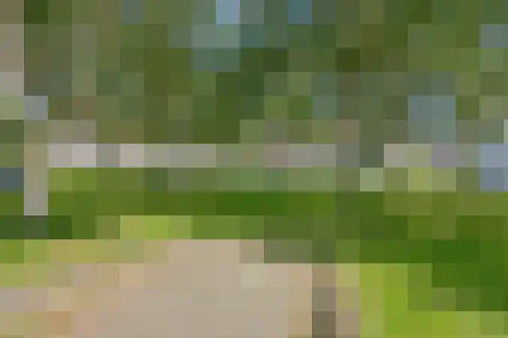Kokmeeuw 2 Weert thumbnail 24