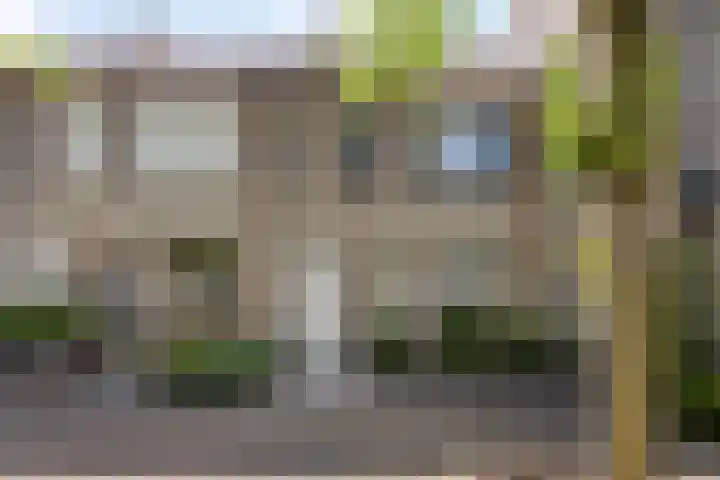 Kokmeeuw 2 Weert thumbnail 30