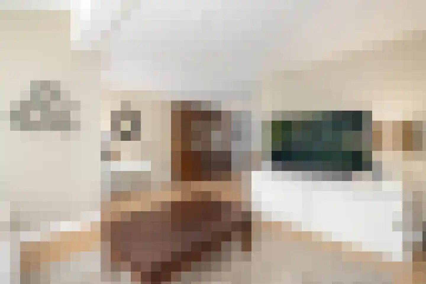 Kokmeeuw 21 's-Hertogenbosch thumbnail 12