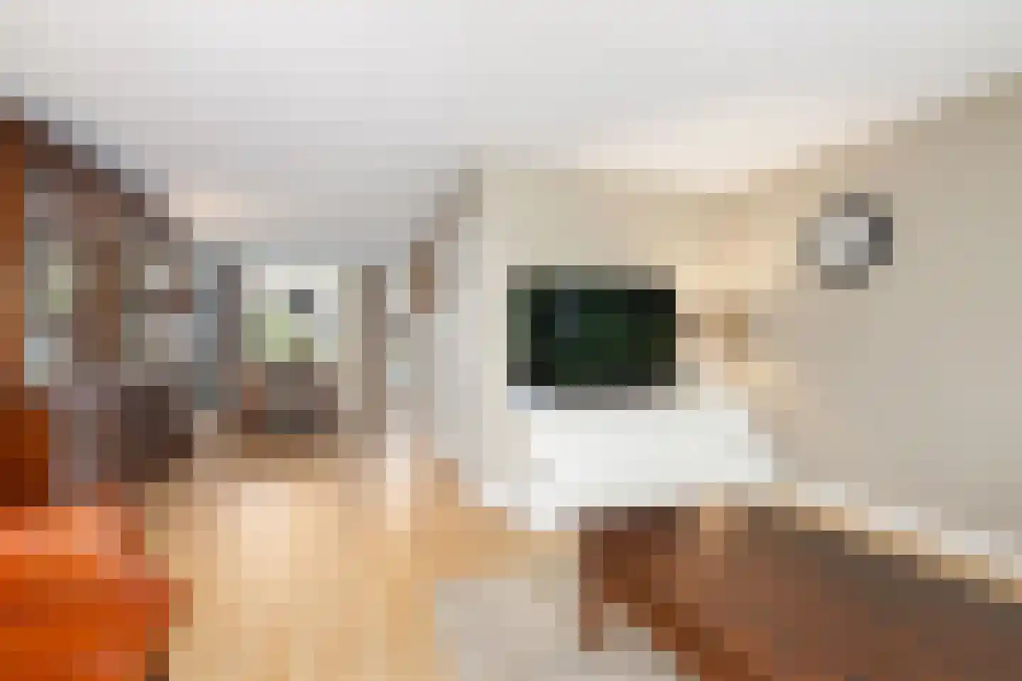 Kokmeeuw 21 's-Hertogenbosch thumbnail 13