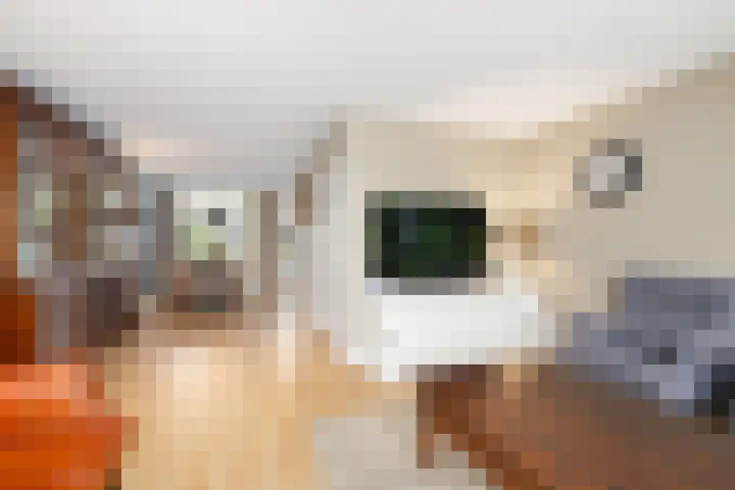 Kokmeeuw 21 's-Hertogenbosch thumbnail 14