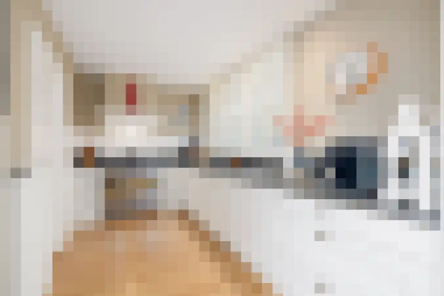 Kokmeeuw 21 's-Hertogenbosch thumbnail 16