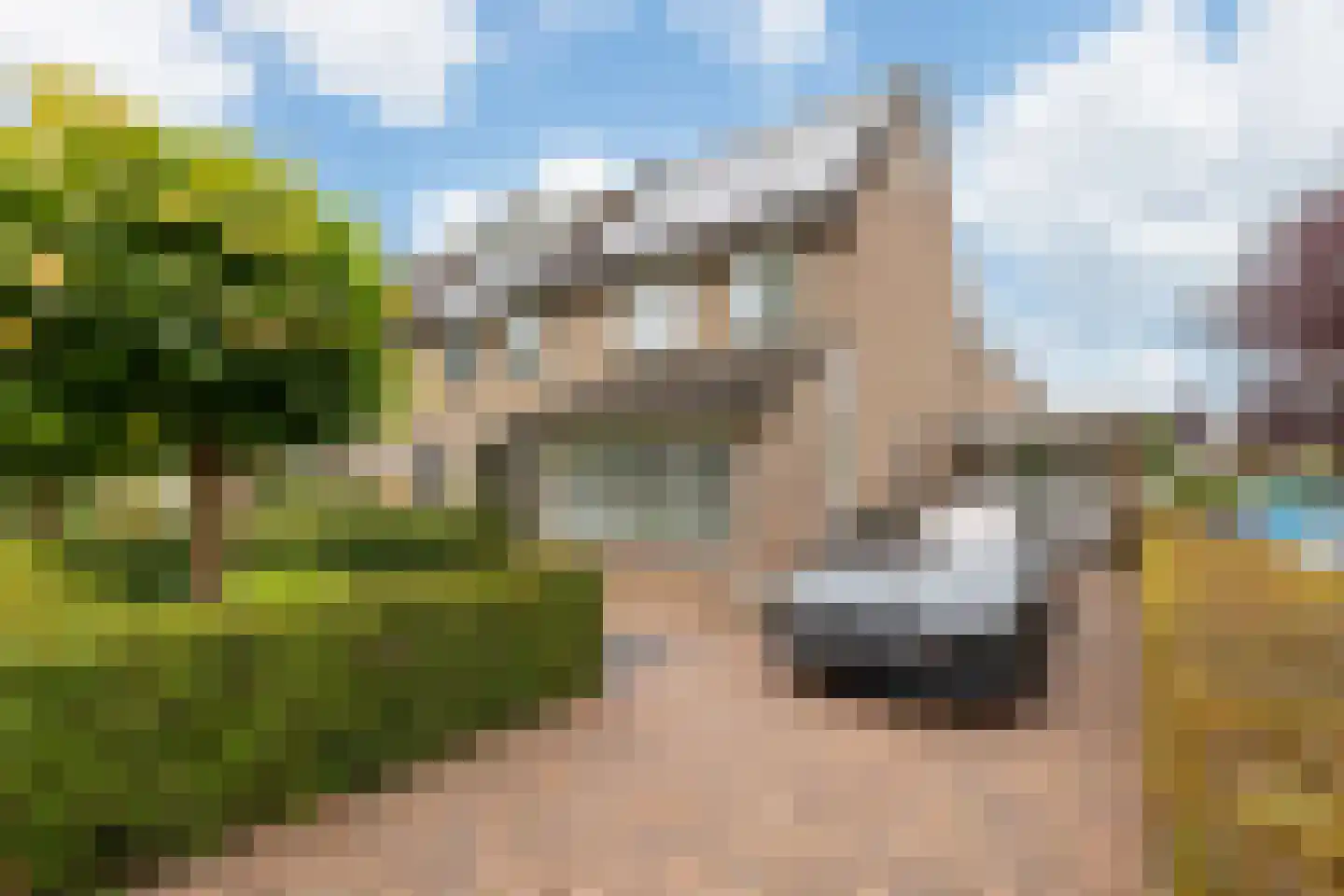 Kokmeeuw 21 's-Hertogenbosch foto 2