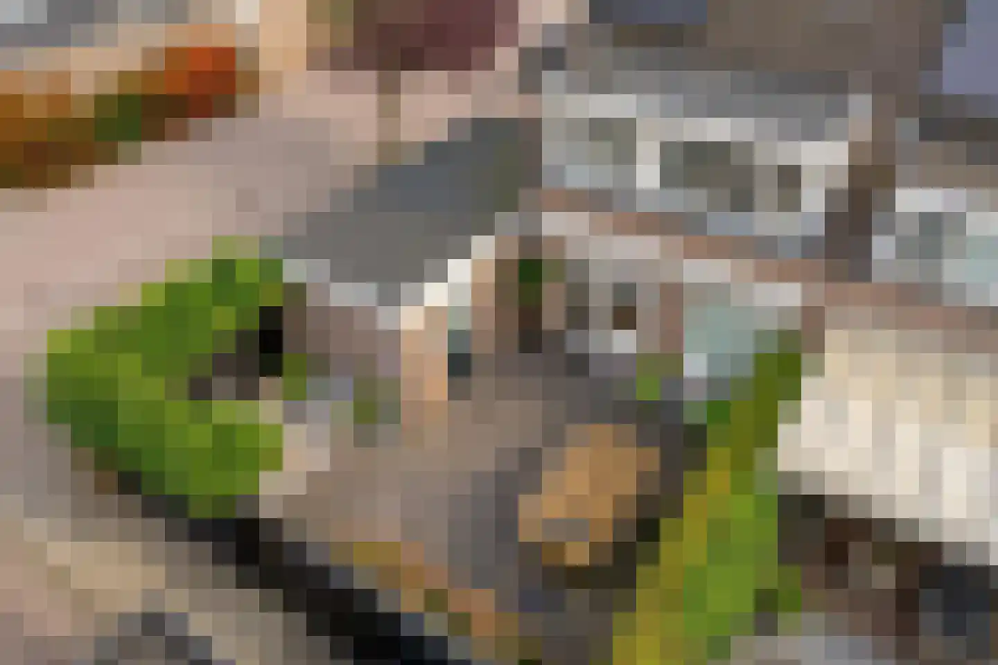 Kokmeeuw 21 's-Hertogenbosch thumbnail 20